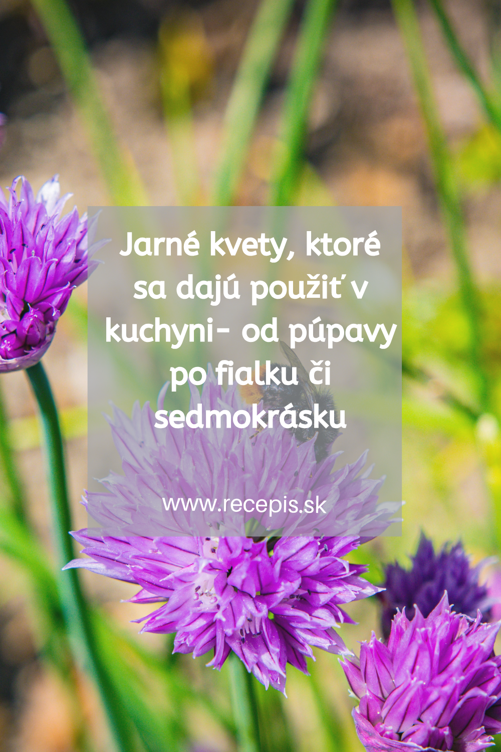 Jarné kvety, ktoré sa dajú použiť v kuchyni- od púpavy po fialku či sedmokrásku