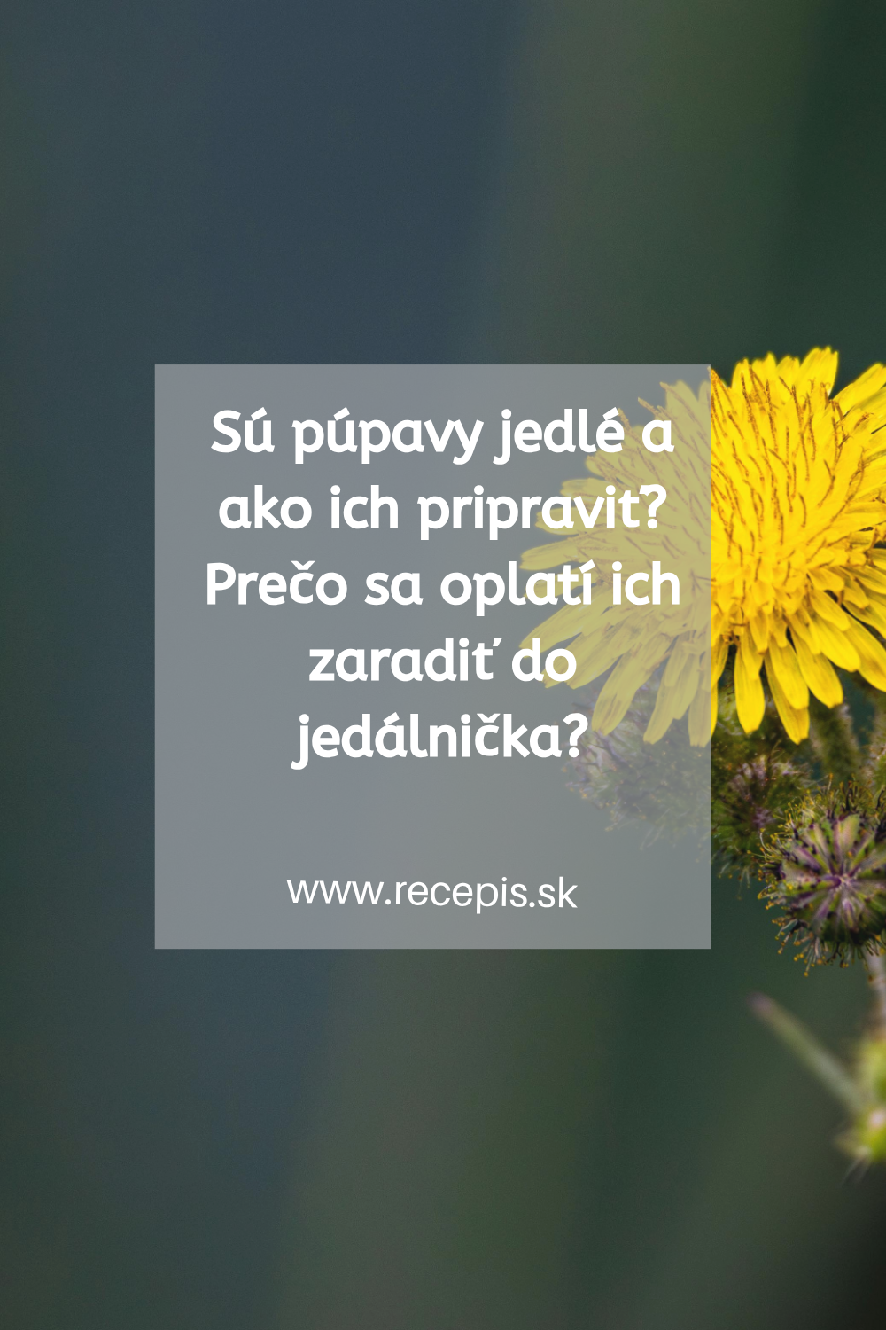 Sú púpavy jedlé a ako ich pripraviť? Recepty na sirup, čaj, polievku či koláč