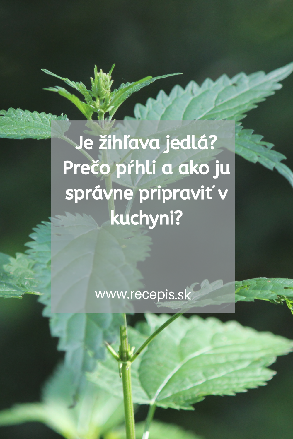 Je žihľava jedlá? Prečo pŕhli a ako ju správne pripraviť v kuchyni?